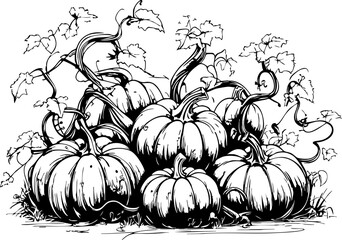 Harvesting pumpkins farm field black and white autumn setting ground level view seasonal festivity
