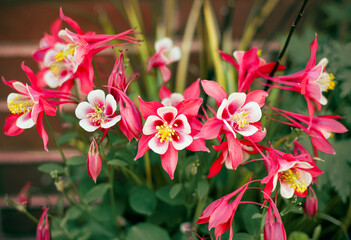 A cluster of columbine flowers showcases a vibrant mix of pink and white petals with bright yellow centers. 