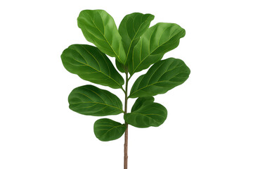 Green fiddle-leaf fig plant cutout growing on transparent background