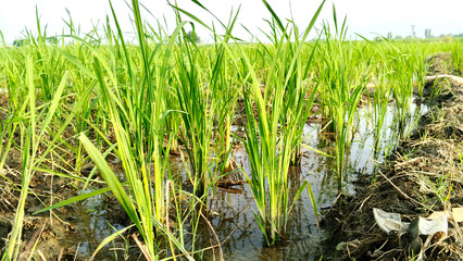 Fototapeta premium Thriving Rice Paddy Field Guide to Sustainable Rice Farming