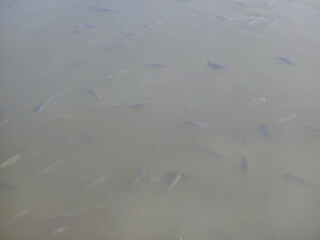 fish in the lake