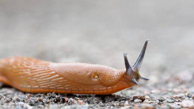 Spanish slug killer move slowly over ground on in damp area, closeup. Agricultural pest threat crops, invader consume vegetation, harmful slug as natural decomposer of dead plants, nutrient recycling