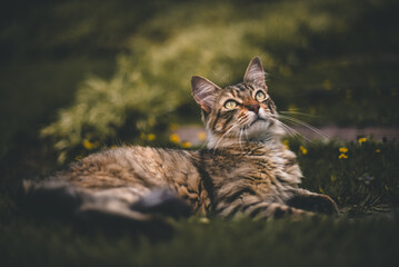 Striped Cat Resting on Lawn in Natural Light