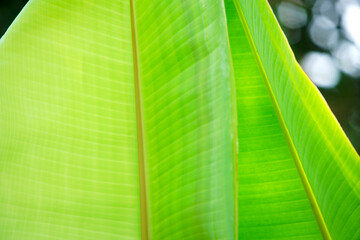 Fresh and Vibrant Green Leaves Close Up in Natural Light