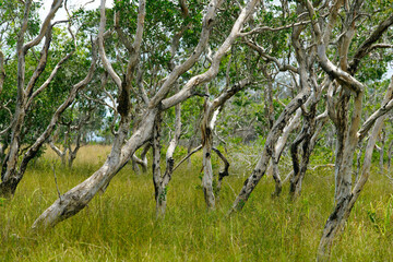 Twisted Trees in Lush Grassland Scene under Bright Sky