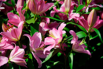 Vibrant Pink Lilies Blooming in Abundant Natural Garden Setting