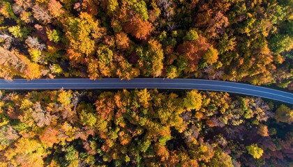 Autumn Road Through Forest