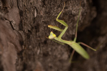 mantis