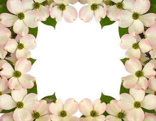 Fototapeta premium pink flowers frame