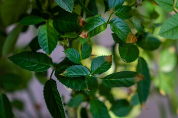 a pot with a wilted rose with dry leaves, an unsuccessful care concept