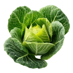 Fototapeta premium Fresh green cabbage with vibrant leaves and tight core, perfect for salads and cooking. This vegetable showcases its natural beauty and crisp texture