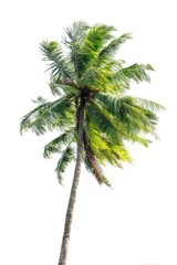 Fototapeta premium Single coconut palm tree against white background