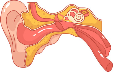 Human Ear Anatomy Diagram