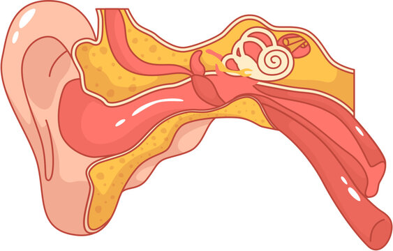 Human Ear Anatomy Diagram