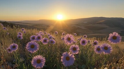 Obraz premium Purple wildflowers in a golden sunset landscape
