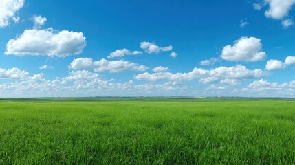 Obraz premium Expansive Meadow Under a Blue Sky: Capture the pure essence of a vast, verdant meadow stretching toward a vibrant blue sky dotted with fluffy, white clouds, a scene of serenity.