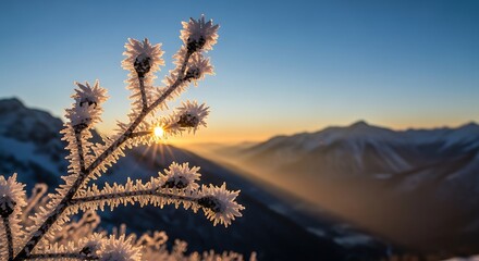 Frozen Thistle Against Alpine Sunrise A Winter Wonderland Scene with Hoarfrost and Majestic Mountains