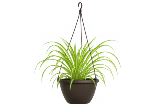 Hanging spider plant in a pot with transparent background - Powered by Adobe