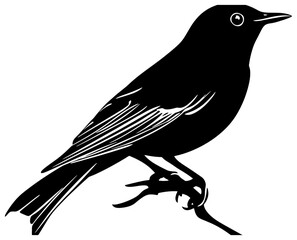 Robin bird silhouette drawing