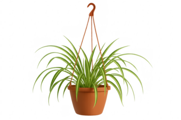 Hanging spider plant in a terracotta pot on transparent background