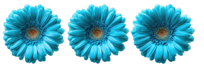 Three vibrant turquoise gerbera daisies against a black background