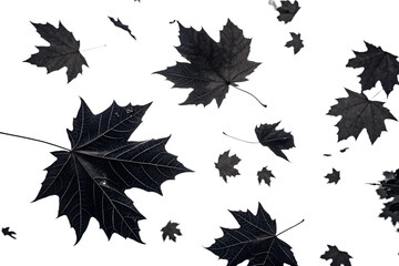  Autumn black Leaves Falling Against Transparent Background