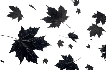  Autumn black Leaves Falling Against Transparent Background
