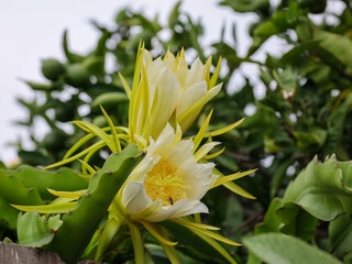 A bee collecting pollen from a queen of the night flower (epiphyllum oxypetalum) early in the morning.