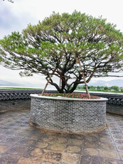 A beautifully shaped pine tree stands in a round stone planter, surrounded by traditional tiles,...