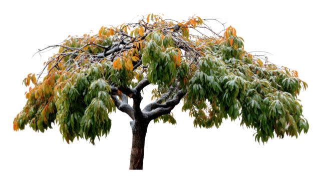 Weathered Elegance: The lone tree displays its grace with branches reaching out, covered by early snow, creating a scene of natural beauty and resilience. 