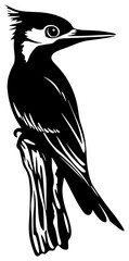 Obraz premium Woodpecker Bird Standing on Branch Silhouette