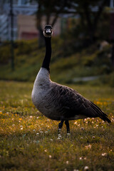 canada goose in the park