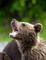 Obraz premium Grizzly cub roaring in the wild