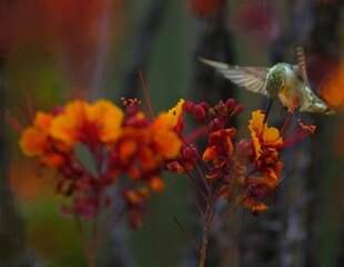 hummingbird gathering nectar