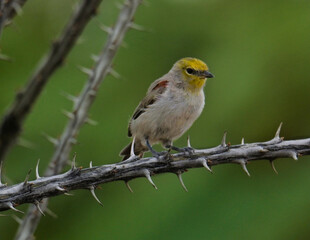 Verdin Posing on a limb
