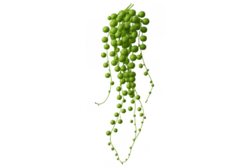 String of pearls plant hanging with transparent background