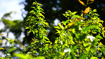 植物イメージ