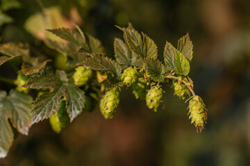 Close-up of green hop cones (Humulus lupulus) on a climbing bine with serrated leaves, late-summer ripening, outdoors in natural light, shallow depth of field with bokeh background