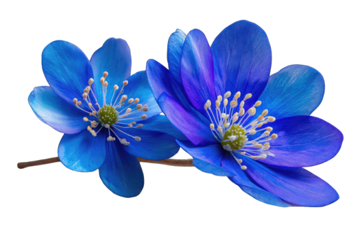 Two vibrant, blue-violet spring flowers, close-up,  on a dark background.  Petals are detailed, with a soft gradient of blue to violet.  