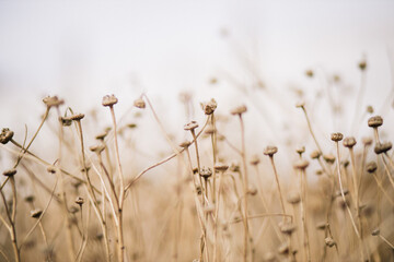 plantas flores secas