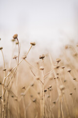 plantas flores secas