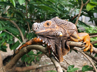 Orange iguana is sunbathing on a green leafy tree trunk, in the morning, with a natural blurred background.