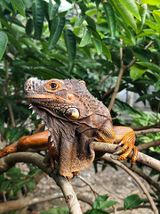 Orange iguana is sunbathing on a green leafy tree trunk, in the morning, with a natural blurred background.