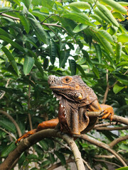 Orange iguana is sunbathing on a green leafy tree trunk, in the morning, with a natural blurred background.