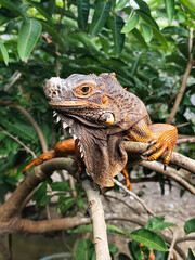 Orange iguana is sunbathing on a green leafy tree trunk, in the morning, with a natural blurred background.