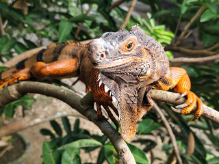 Orange iguana is sunbathing on a green leafy tree trunk, in the morning, with a natural blurred background.