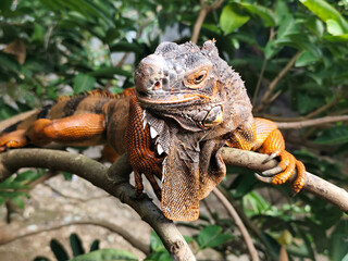 Orange iguana is sunbathing on a green leafy tree trunk, in the morning, with a natural blurred background.