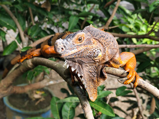 Orange iguana is sunbathing on a green leafy tree trunk, in the morning, with a natural blurred background.