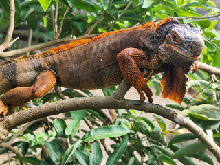 Orange iguana is sunbathing on a green leafy tree trunk, in the morning, with a natural blurred background.