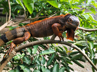 Orange iguana is sunbathing on a green leafy tree trunk, in the morning, with a natural blurred background.